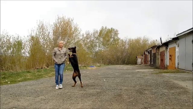 Прогулка с доберманом