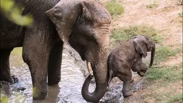 ЖИЗНЬ ЖИВОТНЫХ ИЗ РАЗНЫХ УГОЛКОВ МИРА смотреть онлайн