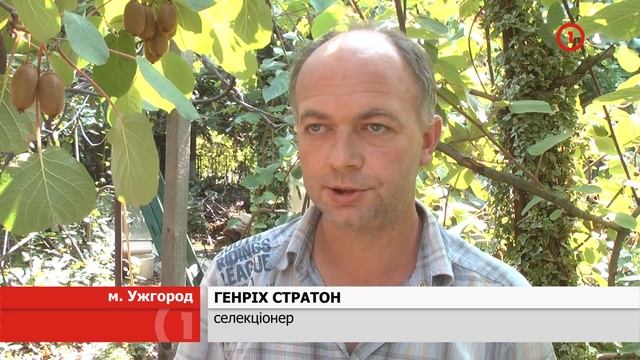 саженцы морозостойкого киви. смотреть онлайн