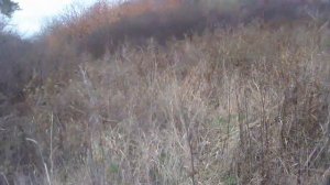 охота с пневматикой мр512,на дрозда