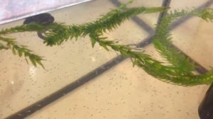 Мальки гурами, 1 день