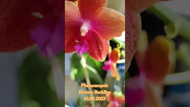 Phalaenopsis Bronze Buddha 10.08.2023 #orchid