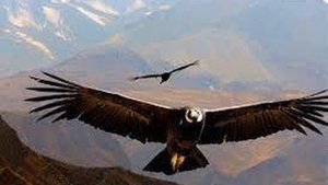 НИКОЛАЙ  ГУМИЛЕВ  "СТАРЫЙ  КОНКВИСТАДОР"