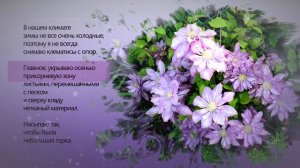 Клематисы в моем саду. Протеус.