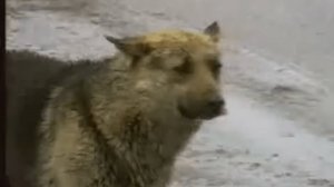 Люди нашли мертвое тело в лесу. Узнав его историю, они были поражены… История до слёз