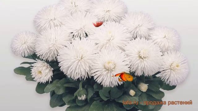 Маргаритка обыкновенная Вайт (bellis perennis white) ? обзор: как сажать, семена маргаритки Вайт смотреть онлайн