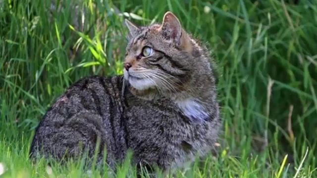 Почему кошки едят траву и как вырастить траву для кошки дома