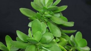 А вы знаете чем ПОЛЕЗНА Толстянка?