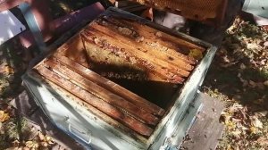 Формирование гнезда на зимовку пчёл