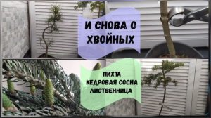 И снова о хвойных. Пихта, кедровая сосна, лиственница.