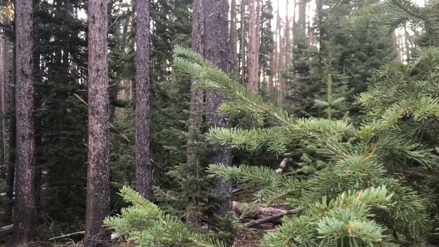 Colorado Archery Elk Hunt Episode 4: Below Freezing! смотреть онлайн