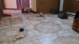 Что делают шпиц и чихуахуа, когда остаются дома одни и как встречают хозяев?