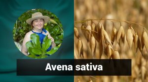 Разбор препарата АВЕНА САТИВА AVENA SATIVA  | Гомеопатия и здоровье