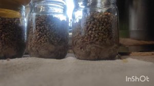 #КАШИ В АВТОКЛАВЕ //СУПЕР ПРОСТО И ДЁШЕВО//4 КАШИ /РИС,НУТ, КАРТОШКА,ГРЕЧКА??