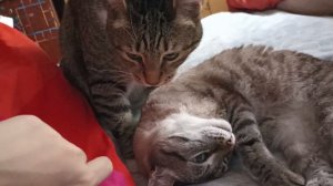 коварный Кусь от Барсика