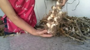 Как хранить чеснок/ САМЫЙ ЛУЧШИЙ и эффективный способ хранения чеснока на зиму