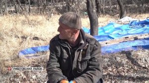 В нагорных районах Дагестана идет сбор черной хурмы