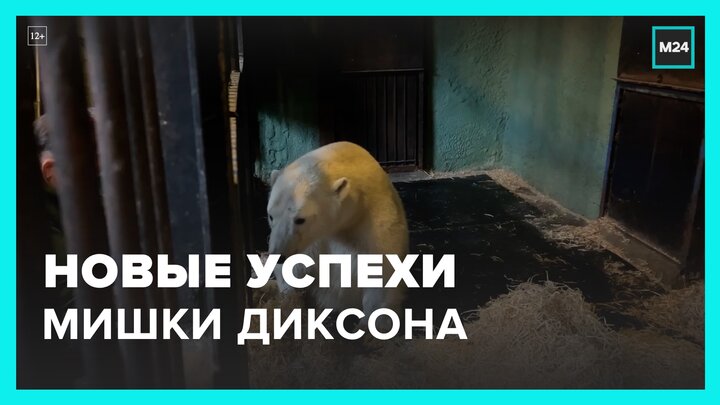 Новые успехи медведя Диксона сняли на видео сотрудники Московского зоопарка - Москва 24