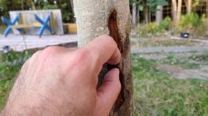 Отслоилась кора на яблоне. 1 - Подготовка к лечению.