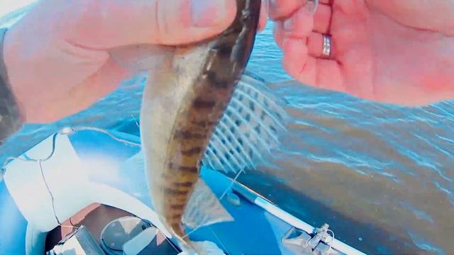 Рыбалка в Шомиково на джиг+вращающиеся блесны смотреть онлайн