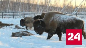 Программу по восстановлению популяции бизонов реализуют в Якутии - Россия 24 