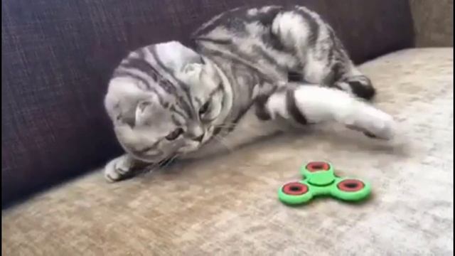 СМЕШНЫЕ КОШКИ И КОТЫ 2017.06.16 ФОТО ВИДЕО КАРТИНКИ ПРИКОЛЫ ДО СЛЕЗ смотреть онлайн