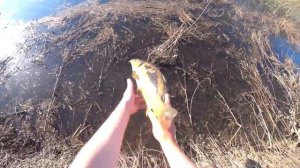 #11 ЗАРЫБЛЯЕМ СВОЙ НОВЫЙ ПРУД ! Запустили 400 КГ КАРПА в ЛЮТЫЙ КОРЯЖНИК !