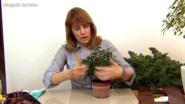 Бонсай из фикуса Бенджамина (ч.1).