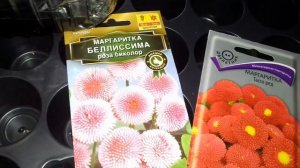 МАРГАРИТКА ИЗ СЕМЯН . КОГДА ПОСАДИТЬ ДЛЯ РАННЕГО ЦВЕТЕНИЯ.