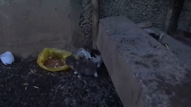 БЕЗДОМНЫЕ КОТЯТА ДАРЁНЫ. ДВЕ МАЛЫШКИ ОСТАВШИЕСЯ НА УЛИЦЕ.