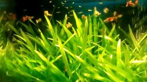 Эхинодорус нежный перед прополкой.