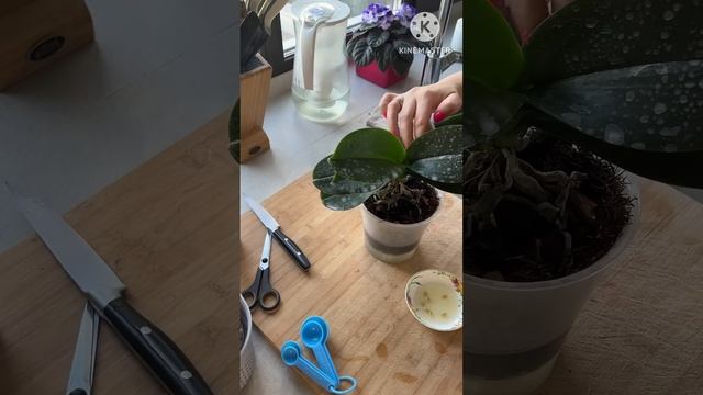 Стимуляция орхидей на цветение ????#phal #орхомания #монокалийфосфат #стимуляцияорхидей #doterra смотреть онлайн