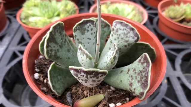 Adromischus cristatus 多肉植物辨識 天章 смотреть онлайн