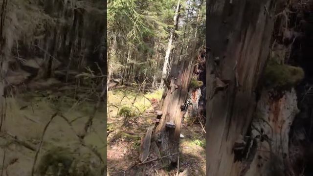 Огромный корень у упавшей сосны смотреть онлайн