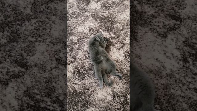 Почему вы меня не кормите? Милая британская кошечка ?