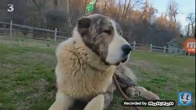 Топ 5 сильных пород собак
