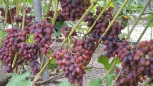 ВИНОГРАД   - АРОЧНЫЙ