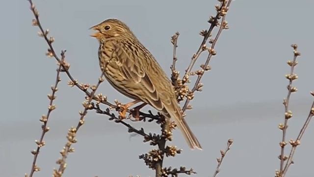 Просянка (Miliaria calandra, Emberiza calandra)