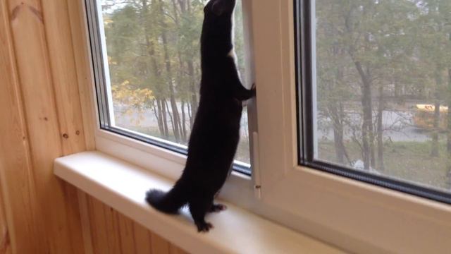 Норка Ночка гуляет по балкону смотреть онлайн