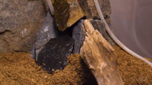 НАШ САМЫЙ БОЛЬШОЙ ТЕРРАРИУМ, КТО БУДЕТ В НЕМ ЖИТЬ?