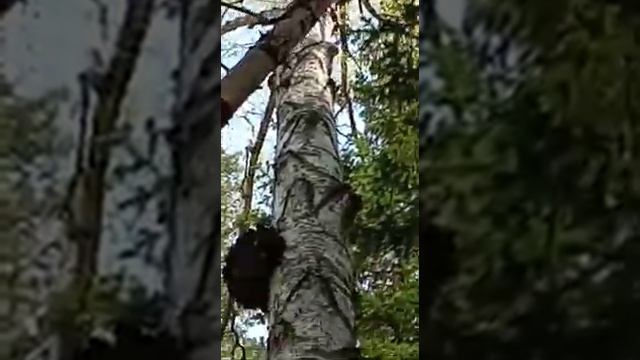 Чага. Как растет чага.