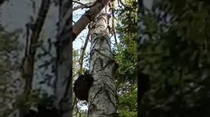 Чага. Как растет чага.