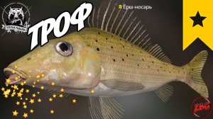 ЕРШ НОСАРЬ ТРОФ  р. СЕВЕРСКИЙ ДОНЕЦ ⭐ РУССКАЯ РЫБАЛКА 4 |  RUSSIAN FISHING 4@Z-B-G