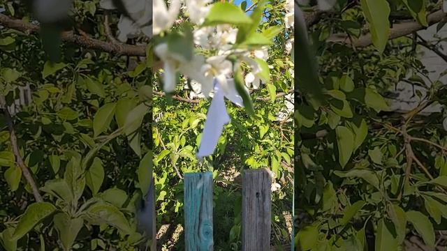 Загадай желание на Новолуние в период цветения яблони