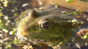 Лягушки крупным планом 8 06 2016 г