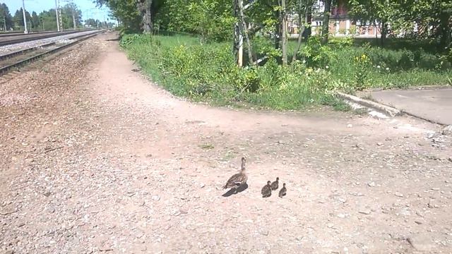 Гатчинцы помогают утиной семье перейти железнодорожные пути в районе Балтийского вокзала смотреть онлайн