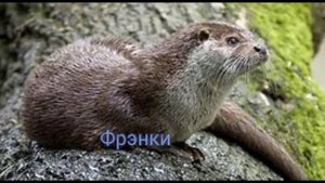 6 ПАР ИЗ КНИГИ ДЕТИ ЛЕСА