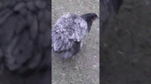 куры Гигант Джерси голубой окрас.джерсийский гигант куры Фавероль лососевая