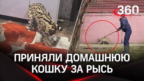 Сервал, выпавший из окна, напугал жителей Чехова - они приняли кошку за рысь