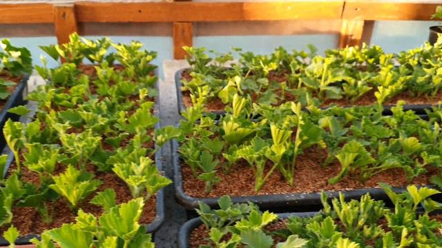 Ставим на укоренения пеларгонию на заказ и ждем результат . смотреть онлайн